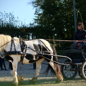 Séjour-adulte - France - Firfol - Initiation-attelage